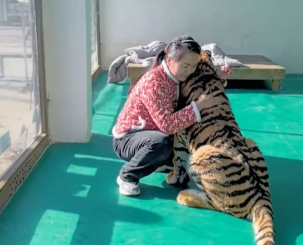 猛虎生病不想打針獸醫沒轍！請出奶媽順利「注射」